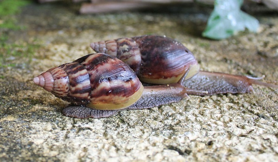 Snail farming - Lucrative Business Ideas In Nigeria